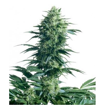 Mother´s Finest